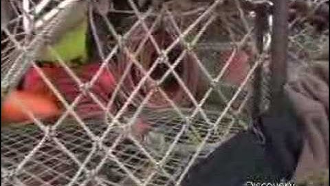 Deadliest Catch - How Crab Pots Work