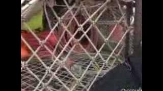 Tangkapan Paling Mematikan - Cara Kerja Perangkap Kepiting