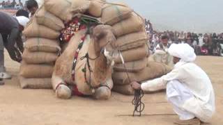 Camel weightlifting in 2014