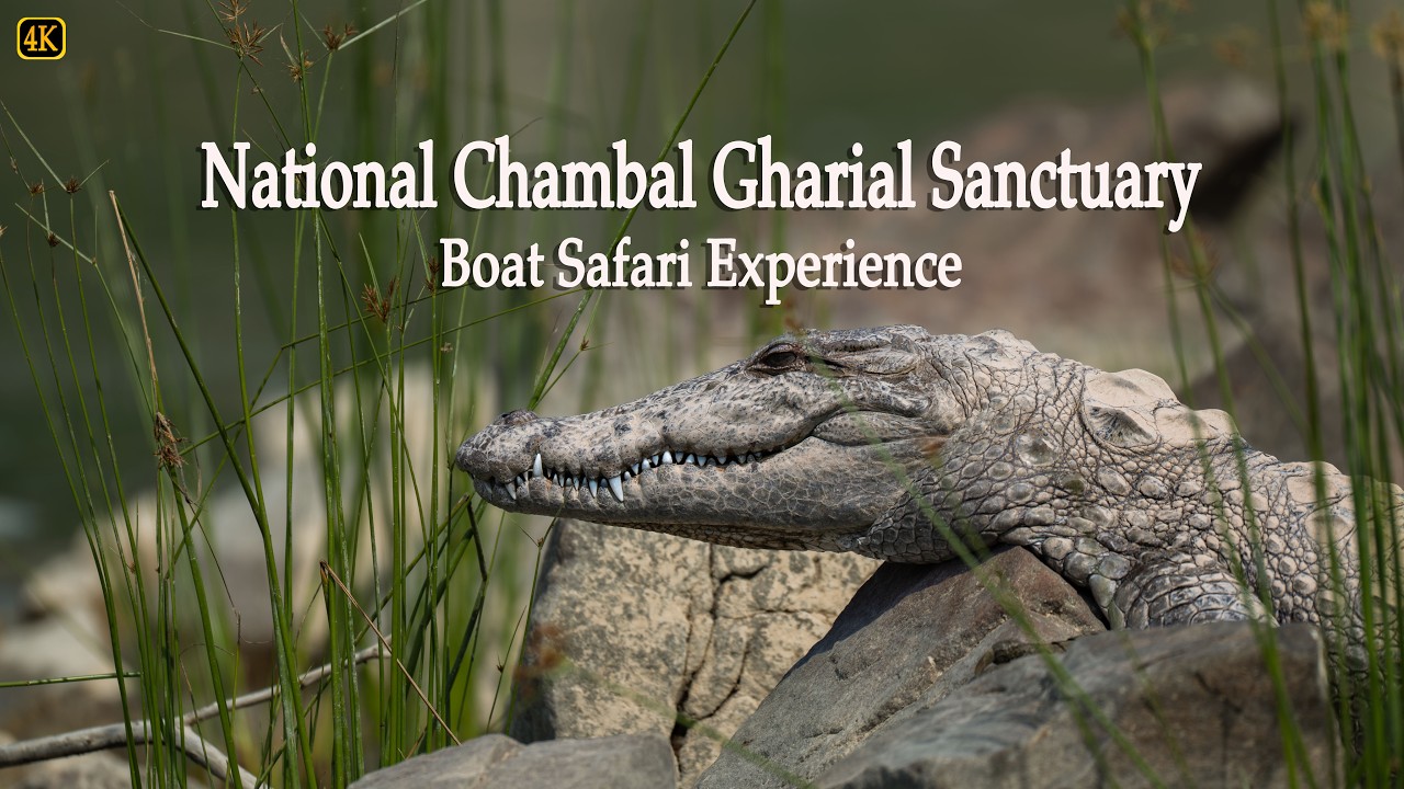 Chambal Gharial Sanctuary | Indian Skimmer & Gharial | 4K-Video