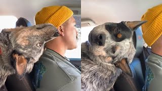 Dog Acts Like A Complete Goofball On Road Trip