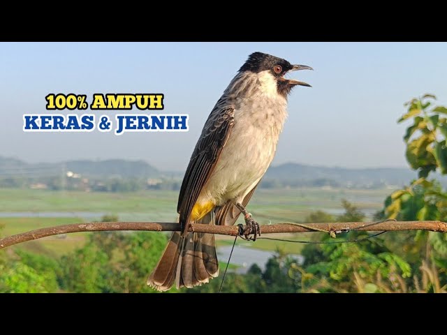 Suara Burung Kutilang Gacor Keras dan Jernih 100% Ampuh Untuk Suara Panggilan Dan Masteran class=