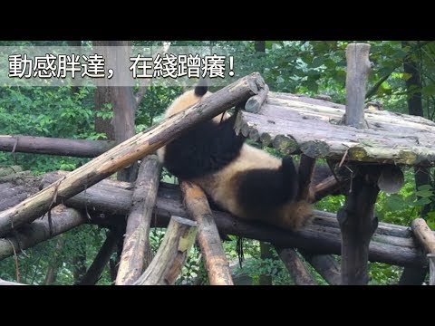《熊貓早晚安》動感胖達，在綫蹭癢！| iPanda
