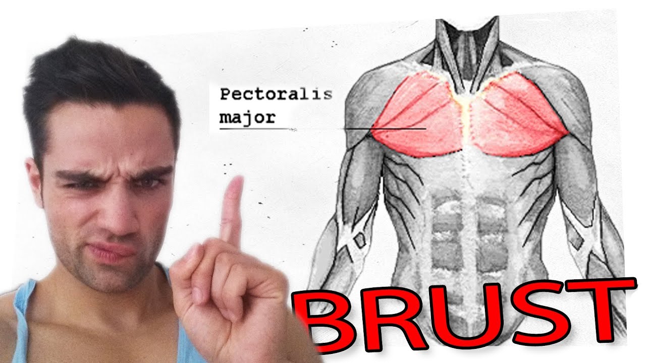 Brustmuskulatur anteilig trainieren YouTube Brustmuskulatur anteilig trainieren YouTube