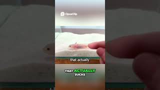 Baby Axolotl's Missing Hand: A Shocking Discovery #terragreen