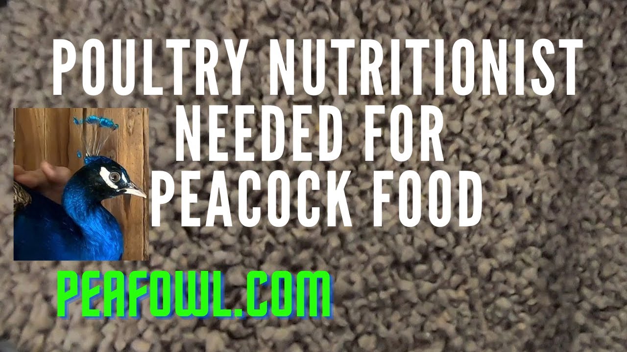 Poultry Nutritionist Needed For Peacock Food, Peacock Minute, peafowl