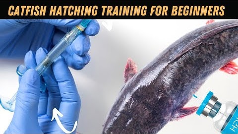 How to Hatch Catfish Eggs | Training #catfishbreeding
