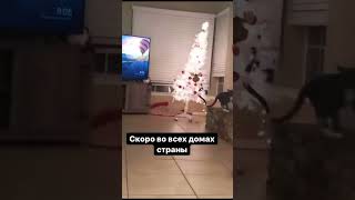 КОТОВ ОТПРАВЯТ В ПРИЮТ  😬