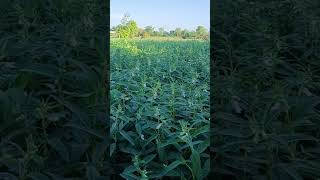 ખેડૂત Gopal Bharwad Mahisha Bharwad #farming #farming Gopal Bharwad #farming #farming
