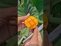 🥭👌🤤 #ytshorts #food #mongoose #youtubenextup #youtubeshorts #trending #viral #sorts #lover #yummy
