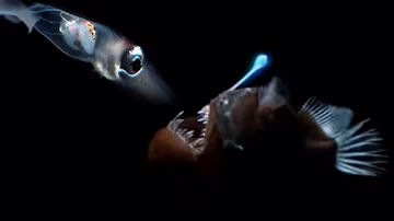 Deep Sea Creatures Exhibit Bioluminescence | Blue Planet | BBC Earth