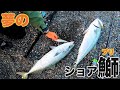ついにサーフの夢を取る！【釣りジャックコラボ】