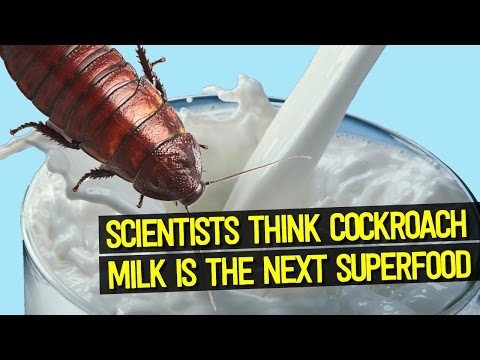 Scientists Think COCKROACH MILK Could be the Superfood of the Future