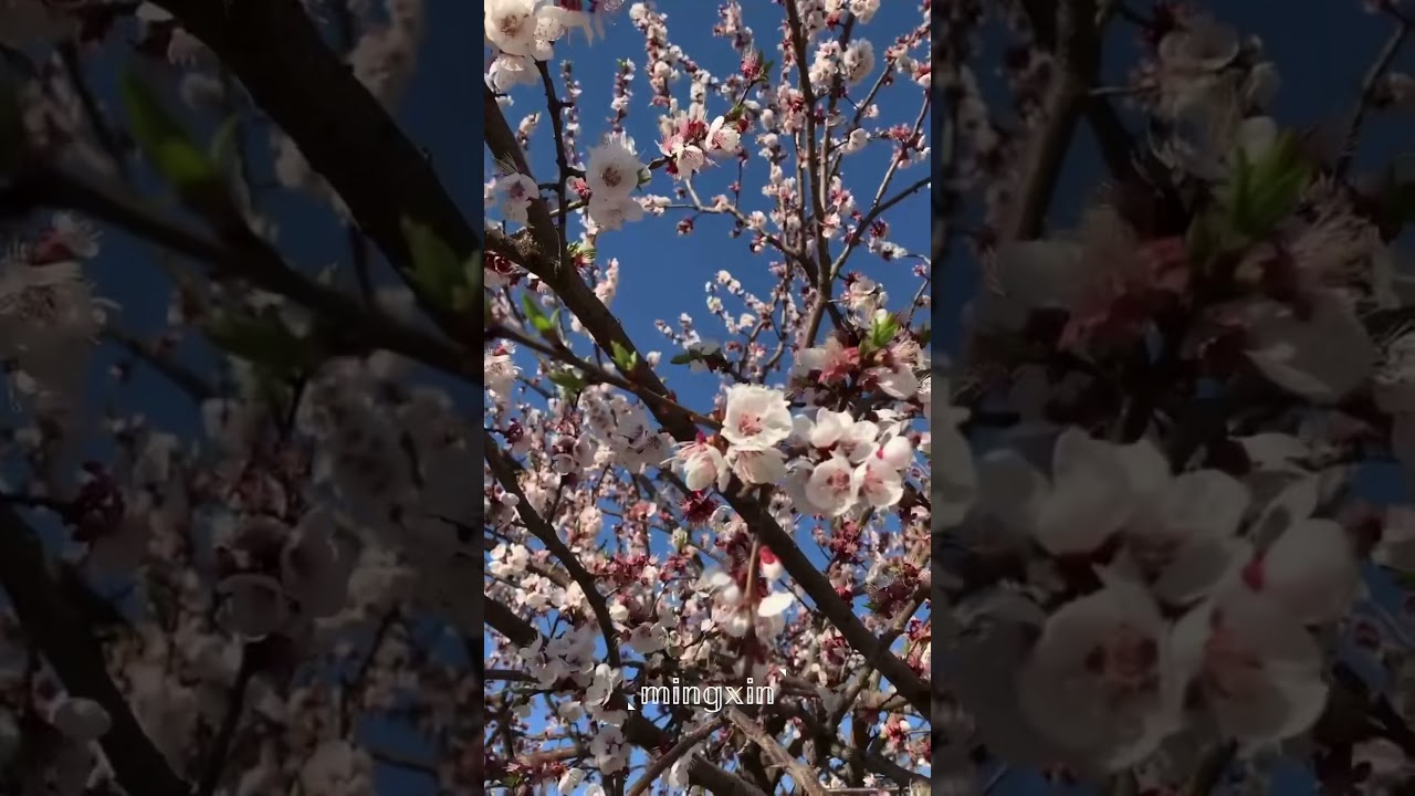 🌸𝕤𝕞𝕖𝕝𝕝 𝕠𝕗 𝕤𝕡𝕣𝕚𝕟𝕘