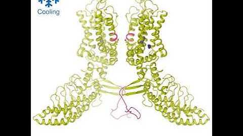 Molecular mechanism of temperature sensation by the TRP channel TRPV3