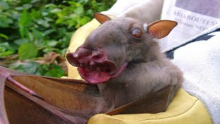 Damn Nature You Scary - Rare & Scary Animal Encounters