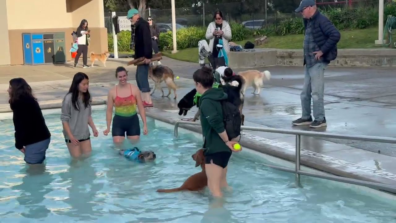 Doggie Rec Swim Event