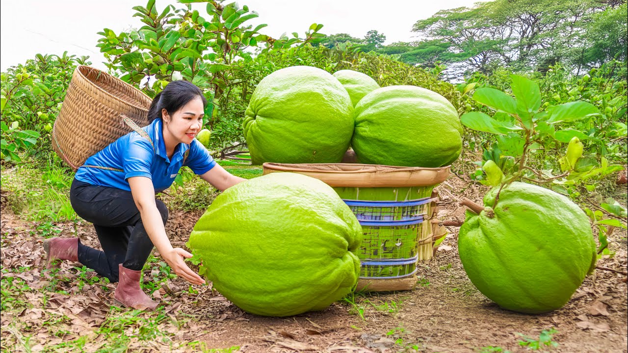 Harvesting Giant Mutant Guavas & Go to Market Sell | The World’s Most Harvested Fruits | Off Grid