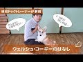 かわいいけど●●には注意しないといけないコーギーの話 どんな犬?飼い方?特徴は?現役ドックトレーナーの犬種紹介(Welsh Corgi)