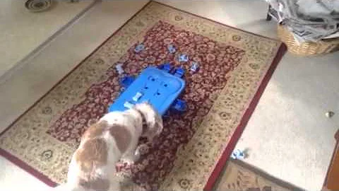 Gracie and her Casino Dog Puzzle