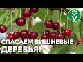 БОЛЬШОЙ УРОЖАЙ КАЖДЫЙ ГОД! Защитите вишни сейчас от ТРЕХ главных напастей!