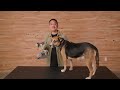 Ruffwear Front Range Dog Harness