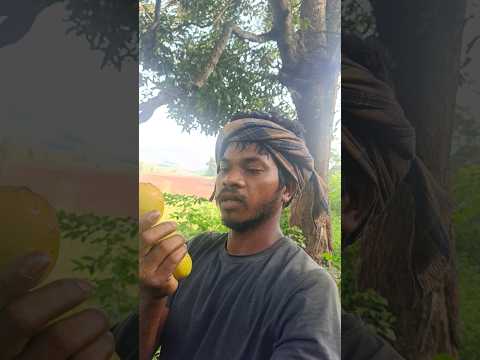 పసుపు రంగులో మామిడి పండ్లు 🍒#triballife #shorts #villagelife #viralshorts #mango #wildlife #yt