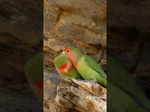 Check out these Cute Lovebirds! 🦜 How African Parrots Ended Up in Phoenix Arizona!