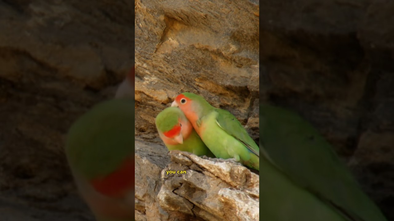 Check out these Cute Lovebirds! 🦜 How African Parrots Ended Up in Phoenix Arizona!