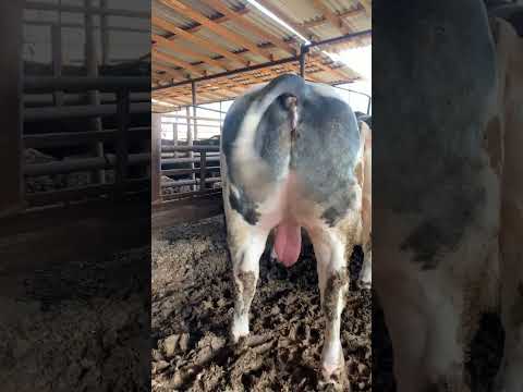 cow Belgian blue