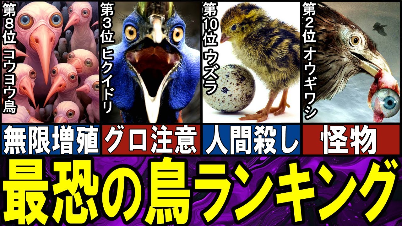 【閲覧注意】最恐の鳥 TOP10【ゆっくり解説】【総集編】