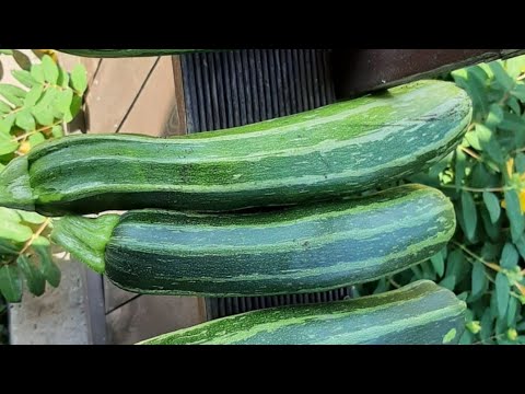 Video: Kerakam Warm Ceramics Preise Bis Zum Frühjahr Einfrieren