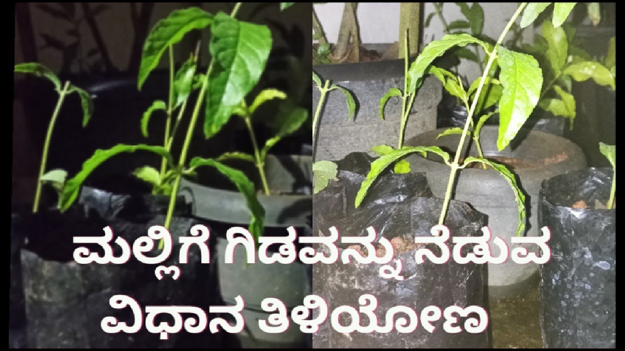 ಮಲ್ಲಿಗೆ ಗಿಡವನ್ನು ನೆಡುವ ರೀತಿ... ಎಷ್ಟು ಗಿಡ ಬೇಕಾದ್ರೂ ಮಾಡಬಹುದು ಈ ರೀತಿ ಮಾಡಿ 🌿🌿💚💚