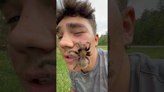 Putting A Wild Tarantula On My Face