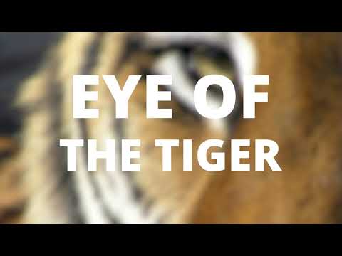 mouse trap commercial eye of the tiger｜TikTok Search