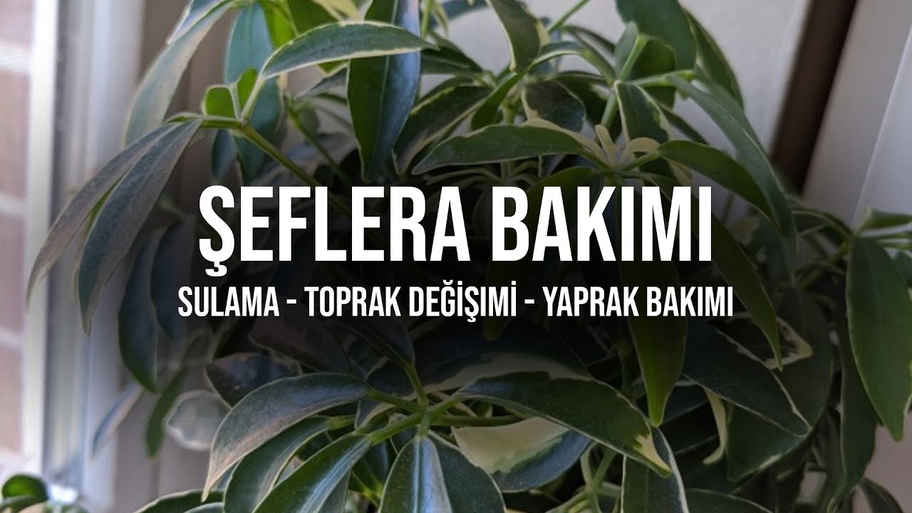 #CoşkunAkademi | Schefflera (Şeflera) Bakımı Nasıl Yapılır? | Sulama | Toprak Değişimi |