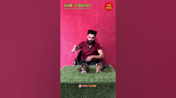 Video 11717071: persian cattery exotic, exotic persian cat, persian cat pets, siberian kitten