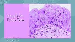 NEW Epithelial, Connective, Muscle & Nervous Tissues Histology Practical Exam Virtual Flash Cards Up