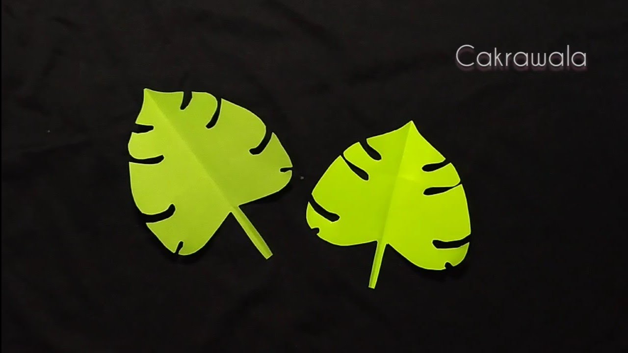 philodendron noid Philodendron hederaceum NoID