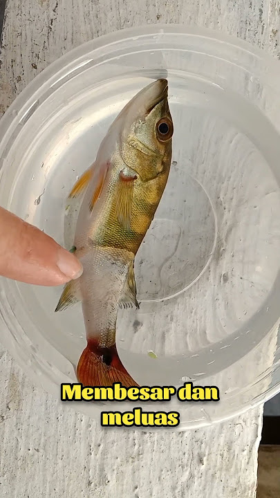 Penyakit kolumnaris yang mematikan #pbass #ikanhias #ikanpredator