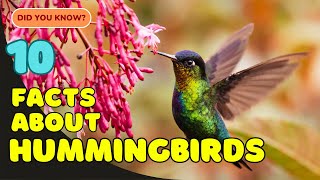 10 Amazing Facts About Hummingbirds! 🌸🐦