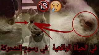 تحليل الفيلم القصير للأرنب رالف (أنقذ رالف) وردة فعل الناس مترجم بالعربي | Save Ralph  