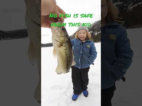 Ice Visseren in Actie: Live Evolution Online Casino Spelen in het Nederlands