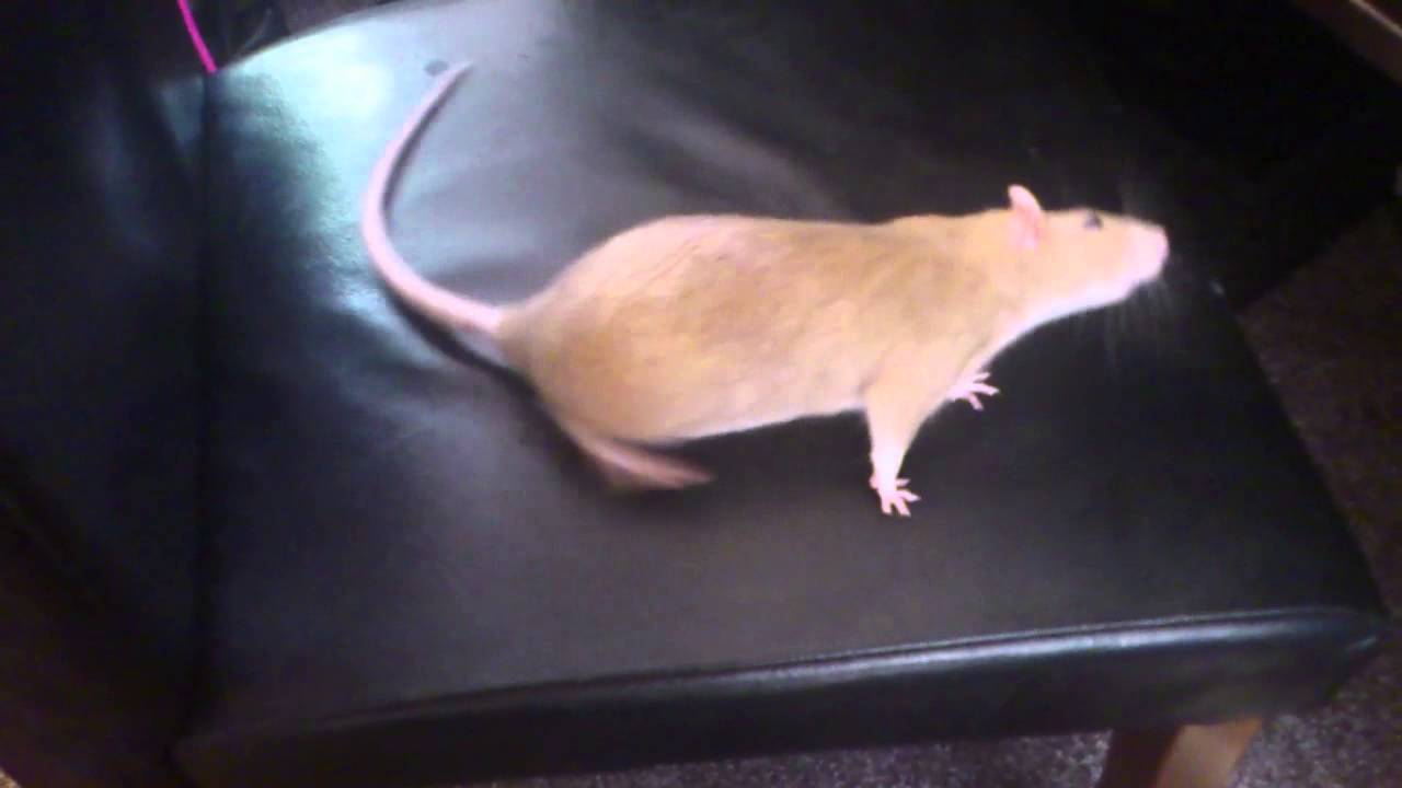 Rat head tilt Basil YouTube