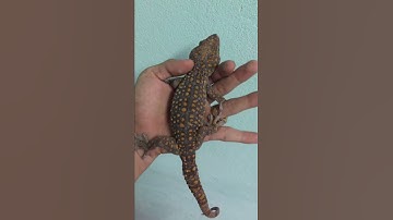 Tắc kè bông vàng rực rỡ , bán tắc kè hoa , 0913398911