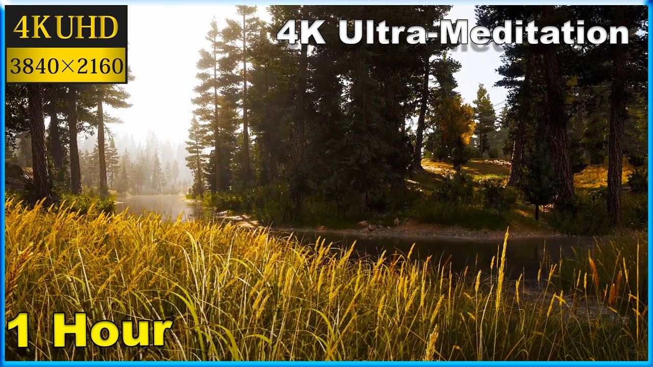 Relax in nature Lake, forest, birdsong || A forest filled with sounds of nature: 4K Ultra-Meditation