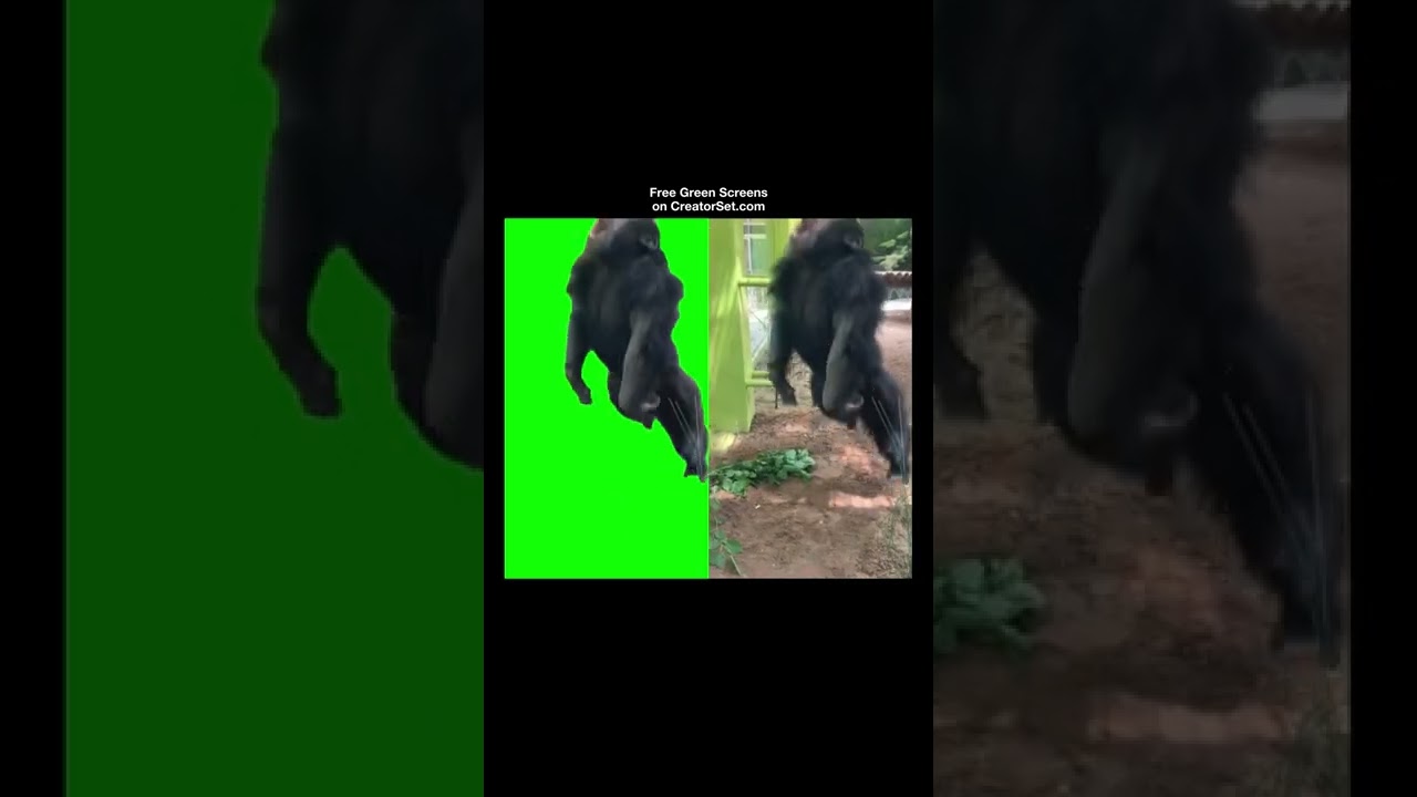 Crazy Monkey Jumping Around - Green Screen