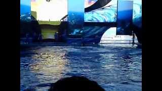 Shamu The Killer Whale Opening Ceremony! Sea World Florida!