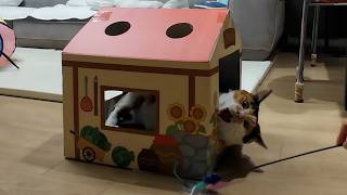 뚱냥이 운동시키는 영상 (exercise)