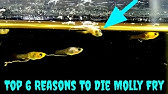 How I Feed Babies Molly Balloon Fish From Day 1 To Day 40 Youtube How I Feed Babies Molly Balloon Fish From Day 1 To Day 40 Youtube